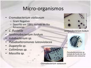Micro-organismos
• Cromobacterium violaceum
    – Gram Negativo
    – Descrito em 1881, isolado do Rio
      Amazonas
•   C. fluviatile                                   Janthinobacterium lividum
•   Janthinobacterium lividum
•   Iodobacterium sp.
•   Pseudoalteromonas luteoviolacea
•   Duganella sp.
•   Collimonas sp.
                                                         Pseudoalteromonas sp.
•   Massillia sp.                                        Isolada do fundo do mar
                                                         produtora de violaceina



                              Cromobacterium violaceum
 