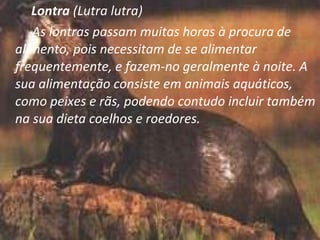   Lontra   (Lutra lutra) As lontras passam muitas horas à procura   de alimento, pois necessitam de se alimentar frequentemente, e fazem-no geralmente à noite. A sua alimentação consiste em animais aquáticos, como peixes e rãs, podendo contudo incluir também na sua dieta coelhos e roedores. 