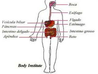 Digestão O  sistema digestivo  tem uma boca, separada da cavidade nasal pelo palato duro, com língua móvel e dentes grandes e diferenciados, em relação aos hábitos alimentares, e implantados em alvéolos.  