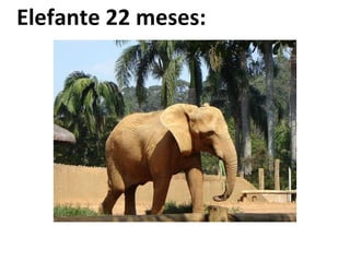 Elefante 22 meses: 