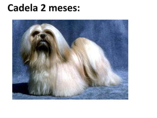 Cadela 2 meses: 