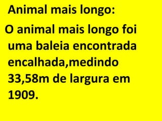 Animal mais longo: O animal mais longo foi uma baleia encontrada encalhada,medindo 33,58m de largura em 1909. 