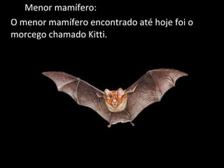 Menor mamífero: O menor mamífero encontrado até hoje foi o morcego chamado Kitti. 