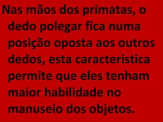 Nas mãos dos primatas, o dedo polegar fica numa posição oposta aos outros dedos, esta característica permite que eles tenham maior habilidade no manuseio dos objetos. 