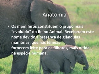 Anatomia Os mamíferos constituem o grupo mais “evoluído” do Reino Animal. Receberam este nome devido à presença de glândulas mamárias, que nas fêmeas fornecem leite para os filhotes, mais nítida na espécie humana.  
