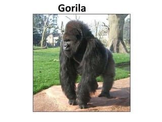   Gorila 