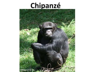   Chipanzé  