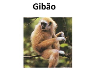   Gibão 