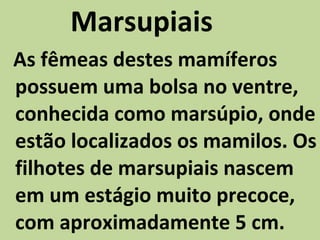 Marsupiais As fêmeas destes mamíferos possuem uma bolsa no ventre, conhecida como marsúpio, onde estão localizados os mamilos. Os filhotes de marsupiais nascem em um estágio muito precoce, com aproximadamente 5 cm. 