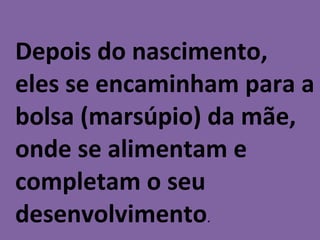 Depois do nascimento, eles se encaminham para a bolsa (marsúpio) da mãe, onde se alimentam e completam o seu desenvolvimento . 