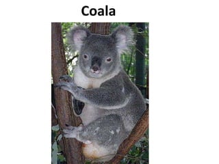 Coala 