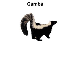   Gambá   