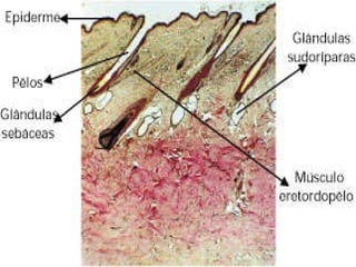 A pele coberta por pêlos, presença de glândulas sebáceas e sudoríparas ajudam a regular a temperatura tornando possível o desenvolvimento de mecanismos fisiológicos mais complexos e eficientes.  