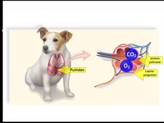 Respiração Os mamíferos possuem respiração exclusivamente pulmonar. O sistema respiratório deles é formado pelos pulmões e pelas vias respiratórias (fossas nasais, faringe, laringe, traquéia e brônquios). Os movimentos de entrada do ar (inspiração) e saída (expiração) são controlados por um músculo que separa o tórax do abdômen: o diafragma . 