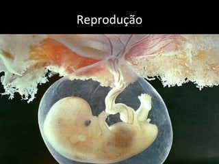 Reprodução Quase todos os filhotes de mamíferos nascem diretamente do corpo da mãe e já nascem com a forma semelhante à que terão quando forem adultos. Enquanto o filhote está se desenvolvendo dentro do útero materno, recebe nutrientes e oxigênio, através da placenta.   Nem todos os mamíferos possuem placenta. Como exemplo, podemos citar o ornitorrinco e a équidna, pertencentes a um grupo de mamíferos que põem ovos.  Um outro caso especial é o grupo dos cangurus. As fêmeas destes animais possuem uma bolsa chamada marsúpio, onde o filhote fica protegido. 