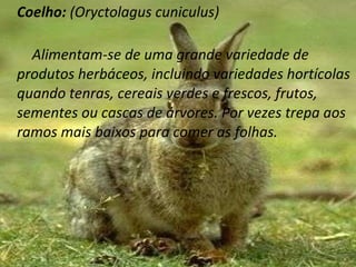 Coelho:  (Oryctolagus cuniculus) Alimentam-se de uma grande variedade de produtos herbáceos, incluindo variedades hortícolas quando tenras, cereais verdes e frescos, frutos, sementes ou cascas de árvores. Por vezes trepa aos ramos mais baixos para comer as folhas. 
