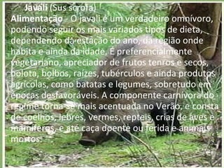 Javali  (Sus scrofa) Alimentação  - O javali é um verdadeiro omnívoro, podendo seguir os mais variados tipos de dieta, dependendo da estação do ano, da região onde habita e ainda da idade. É preferencialmente vegetariano, apreciador de frutos tenros e secos, bolota, bolbos, raízes, tubérculos e ainda produtos agrícolas, como batatas e legumes, sobretudo em épocas desfavoráveis. A componente carnívora do regime torna-se mais acentuada no Verão, e consta de coelhos, lebres, vermes, repteis, crias de aves e mamíferos, e até caça doente ou ferida e animais mortos. 