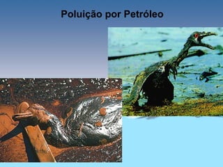 Poluição por Petróleo
 