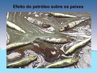 Efeito do petróleo sobre os peixes
 