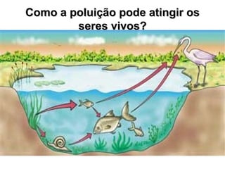 Como a poluição pode atingir os
        seres vivos?
 