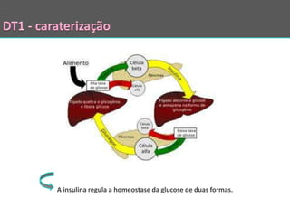 A insulina regula a homeostase da glucose de duas formas.
 