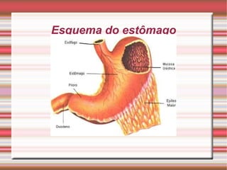 Esquema do estômago 