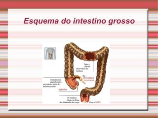 Esquema do intestino grosso 