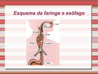 Esquema da faringe e esôfago 