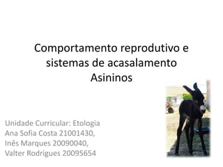 Comportamento reprodutivo e
          sistemas de acasalamento
                  Asininos


Unidade Curricular: Etologia
Ana Sofia Costa 21001430,
Inês Marques 20090040,
Valter Rodrigues 20095654
 