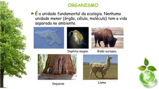 ORGANISMO
É a unidade fundamental da ecologia. Nenhuma
unidade menor (órgão, célula, molécula) tem a vida
separada no ambiente.
Daphnia magna Bisão europeu
LlamaSequoias
 
