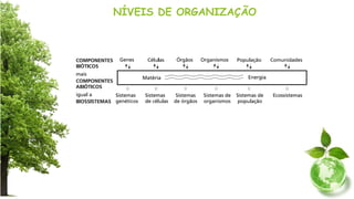 NÍVEIS DE ORGANIZAÇÃO
 