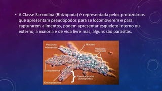 • A Classe Sarcodina (Rhizopoda) é representada pelos protozoários
que apresentam pseudópodos para se locomoverem e para
capturarem alimentos, podem apresentar esqueleto interno ou
externo, a maioria é de vida livre mas, alguns são parasitas.
 