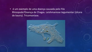 • é um exemplo de uma doença causada pelo Filo
Rhizopoda?Doença de Chagas. Leishmaniose tegumentar (úlcera
de bauru). Tricomoníase.
 