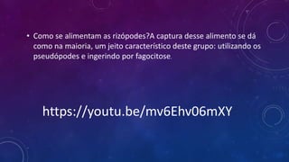 • Como se alimentam as rizópodes?A captura desse alimento se dá
como na maioria, um jeito característico deste grupo: utilizando os
pseudópodes e ingerindo por fagocitose.
https://youtu.be/mv6Ehv06mXY
 