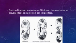 • Como os Rizopodes se reproduzem?Rizópodes: Locomovem-se por
pseudópodes e se reproduzem por cissiparidade.
 