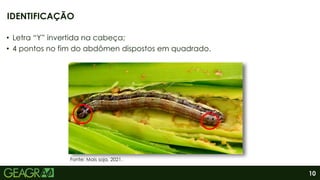 10
• Letra “Y” invertida na cabeça;
• 4 pontos no fim do abdômen dispostos em quadrado.
IDENTIFICAÇÃO
Fonte: Mais soja, 2021.
 