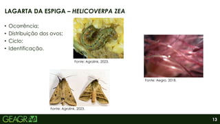 13
• Ocorrência;
• Distribuição dos ovos;
• Ciclo;
• Identificação.
LAGARTA DA ESPIGA – HELICOVERPA ZEA
Fonte: Agrolink, 2023.
Fonte: Aegro, 2018.
Fonte: Agrolink, 2023.
 