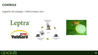 14
Lagarta da espiga – Helicoverpa zea
CONTROLE
 