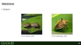 15
• Ordem:
PERCEVEJO
Fonte: AgroGalaxy, 2022.
Fonte: Agrolink, 2023.
 
