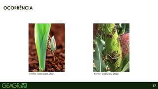 17
OCORRÊNCIA
Fonte: Mais soja, 2021. Fonte: AgriSoja, 2020.
 