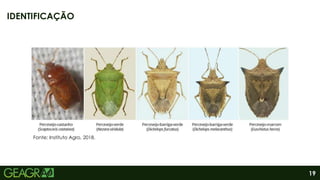 19
IDENTIFICAÇÃO
Fonte: Instituto Agro, 2018.
 
