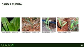 20
DANO À CULTURA
Fonte: Revista Cultivar, 2022. Fonte: Revista Cultivar, 2020. Fonte: Plantix, 2022. Fonte: UniAgro, 2020.
 