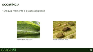 24
• Em qual momento o pulgão aparece?
OCORRÊNCIA
Fonte: Mais soja, 2022. Fonte: Mais soja, 2019.
 