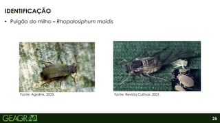 26
IDENTIFICAÇÃO
Fonte: Agrolink, 2023. Fonte: Revista Cultivar, 2021.
• Pulgão do milho – Rhopalosiphum maidis
 