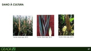 27
DANO À CULTURA
Fonte: Mais soja, 2019. Fonte: Mais soja, 2019. Fonte: Mais soja, 2019.
 