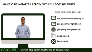 Entre em contato conosco:
geagraufg.wordpress.com
geagracontato@gmail.com
GEAGRA UFG
@geagraufg
UNINDO CONHECIMENTO EM PROL DA AGRICULTURA!
MANEJO DE LAGARTAS, PERCEVEJOS E PULGÕES NO MILHO
luis_verissimo@discente.ufg.br
 