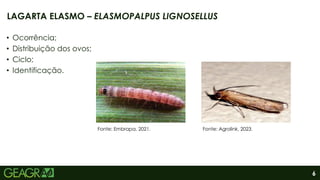 6
• Ocorrência;
• Distribuição dos ovos;
• Ciclo;
• Identificação.
LAGARTA ELASMO – ELASMOPALPUS LIGNOSELLUS
Fonte: Embrapa, 2021. Fonte: Agrolink, 2023.
 