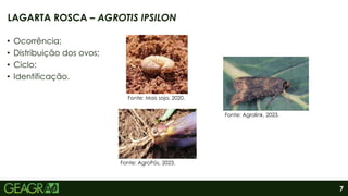7
• Ocorrência;
• Distribuição dos ovos;
• Ciclo;
• Identificação.
LAGARTA ROSCA – AGROTIS IPSILON
Fonte: Agrolink, 2023.
Fonte: Mais soja, 2020.
Fonte: AgroPós, 2023.
 