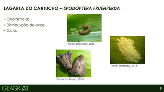 9
• Ocorrência;
• Distribuição de ovos;
• Ciclo.
LAGARTA DO CARTUCHO – SPODOPTERA FRUGIPERDA
Fonte: Embrapa, 2021.
Fonte: Embrapa, 2018.
Fonte: Embrapa, 2018.
 