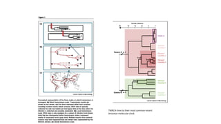 TMRCA-time to their most common recent
Ancestor-molecular clock
 